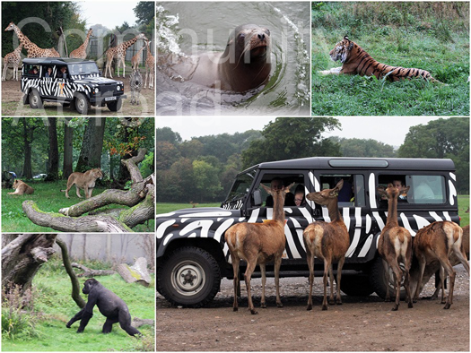 Longleat Safari and Adventure Park Gezisi 