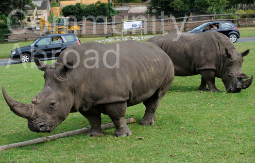 Longleat Safari and Adventure Park Gezisi 